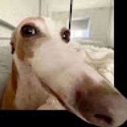Illasuusclamor