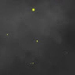 lotarev30