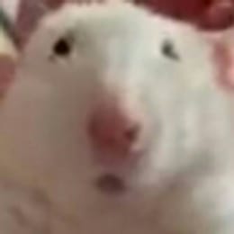 rodionnosyrev