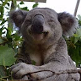 koala_kasatik16