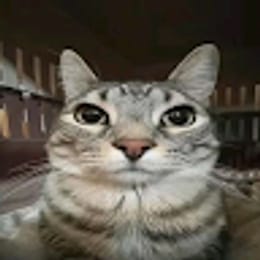 wawacattt