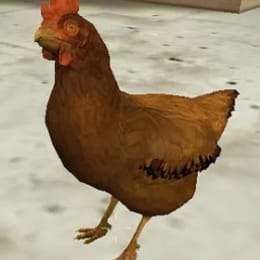 CockyRooster
