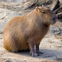 tosika