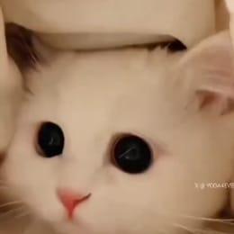 kitty_killer