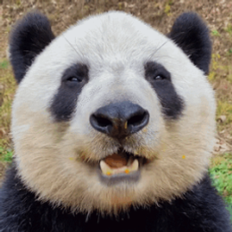 jesuisunpanda