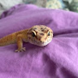 Kotenok