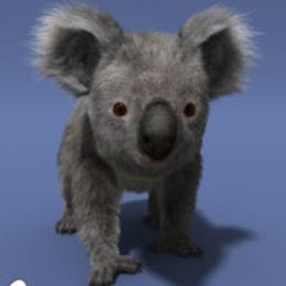 koala_kasatik