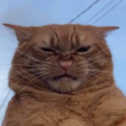 draimgoose