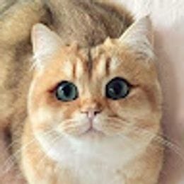 kotik_mew