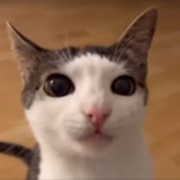 dedoks