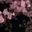 test_rust