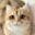 kotik_mew