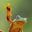 i_am_groot