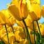 andrew_winslow