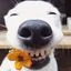 happy_gfy