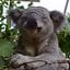 koala_kasatik