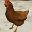 CockyRooster