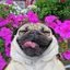 toreto__pridecs2_ru