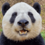 jesuisunpanda