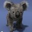 koala_kasatik